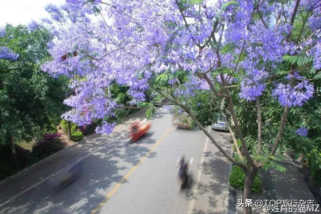 今晚必开一肖四不像图，精选解析，构建解答解释落实_1o22.95.55